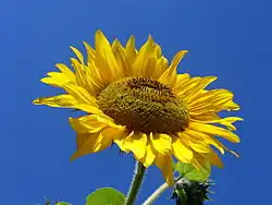 Circular sunflower inflorescence with yellow petals and many stamens