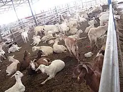 Goat farm