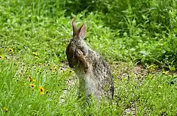 A photograph of a rabbit standing on its hind legs in flowers and grass with its front paws on its face