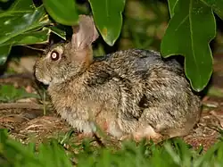 A photograph of a rabbit in profile under leaves