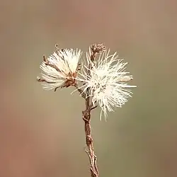 Flower heads after seeding