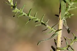 Leaves, stem, stem node, branch