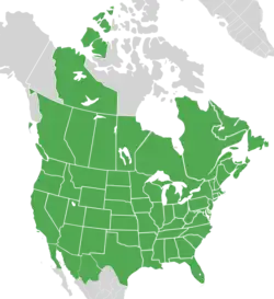 Symphyotrichum lanceolatum distribution map Canada — Alberta, British Columbia, Manitoba, New Brunswick, Newfoundland, Northwest Territories, Nova Scotia, Ontario, Prince Edward Island, Québec, and Saskatchewan; Mexico — Baja California, Chihuahua, and Sonora; US — Alabama, Arizona, Arkansas, California, Colorado, Connecticut, District of Columbia, Florida, Georgia, Idaho, Illinois, Indiana, Iowa, Kansas, Kentucky, Louisiana, Maine, Maryland, Massachusetts, Michigan, Minnesota, Mississippi, Missouri, Montana, Nebraska, Nevada, New Hampshire, New Jersey, New Mexico, New York, North Carolina, North Dakota, Ohio, Oklahoma, Oregon, Pennsylvania, Rhode Island, South Carolina, South Dakota, Tennessee, Texas, Utah, Vermont, Virginia, Washington, West Virginia, Wisconsin, and Wyoming.