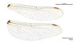 Female wings