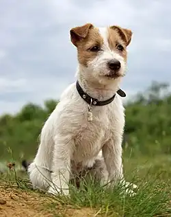 Image 18Jack Russell Terrier puppy (from Puppy)
