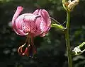 Lilium martagon (flower and subtending bract)