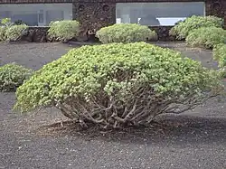 Euphorbia balsamifera