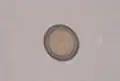 Taenia pisiformis egg