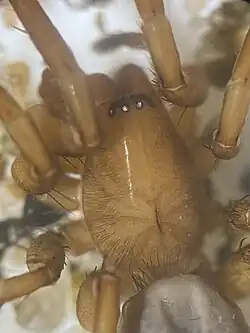 close up picture of Talanites echinus