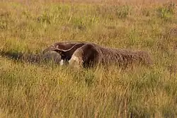 Giant anteater
