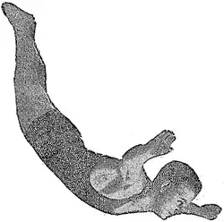 Photographic action of Henry Tasman Jones as an adult executing a dive in swimming costume.