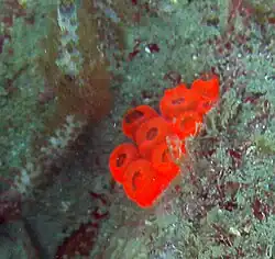 Coral around Isla Aguja