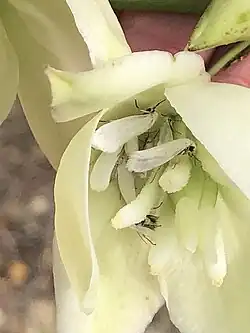 A cream white flower with thick fleshy petals with one petal pulled back to show at least five white moths inside with the large stamens