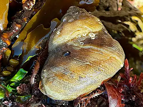 upperside, Point Loma, San Diego