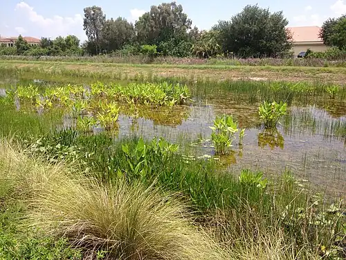 Ten Mile Canal's Filter Marsh, which includes a number of attractive plants to filter the canal's water