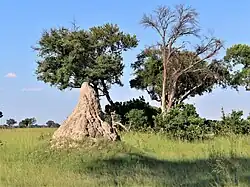 A grassland with a few trees and a small hill-like structure