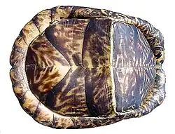 hand holding a turtle up so that we see the bottom of it. It has a pleated look with noticeable hinging and bending of the lower shell, running crosswise.