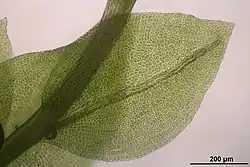 A microscopic view of moss