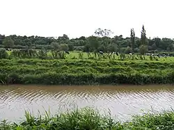 Munster Blackwater river in Coshmore and Coshbride.