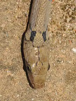 Head
