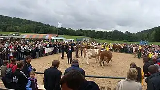 National Exposition of the Simmental Cattle and the Regional Championship of Hucul Horse. Odrzechowa Experimental Station of the National Research Institute of Animal Production, which has the largest herd of Simmental cattle in Poland.