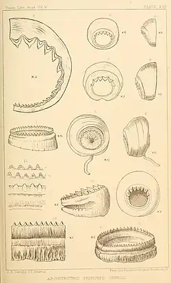#34 (?/12/1874) and #42 (24/9/1877), Details of the horny ring of a large tentacular sucker of Verrill specimen No. 13 from 1874 (#34; fig. 11) and assorted arm and tentacular suckers of Verrill specimen No. 14 from 1877 (#42; remaining figures) (Verrill, 1880a:pl. 17)