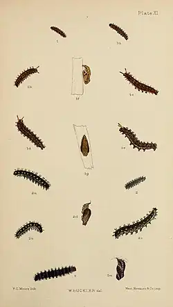 Figs 1 larva after 2nd moult, 1a larva after 3nd moult; 1b, 1c, 1d, 1e larva after 4th moult; 1f pupa side view; 1g pupa front view