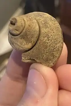 A fossil gastropod called Clathrospira from the Sinnipee Group in Dane County