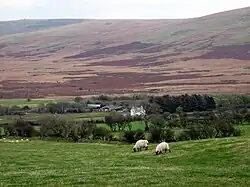 sheep pasture with distant mountainous brown moorland