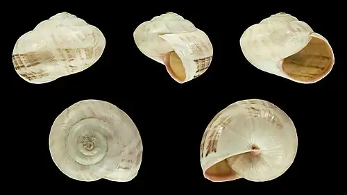 Theba pisana fauxrosea