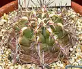 Thelocactus bicolor