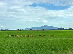 Mount Jerai towers over a paddy field.