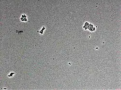 Thermodesulfobacterium hveragerdense