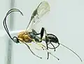 Mesocoelini - Therophilus sp.