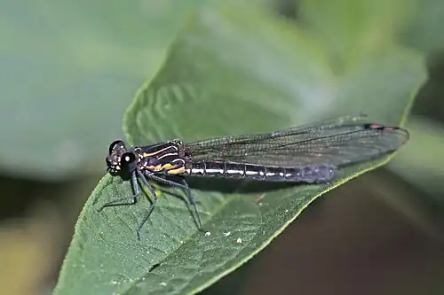 R. trifasciata female Three-banded emerald jewel, Nepal