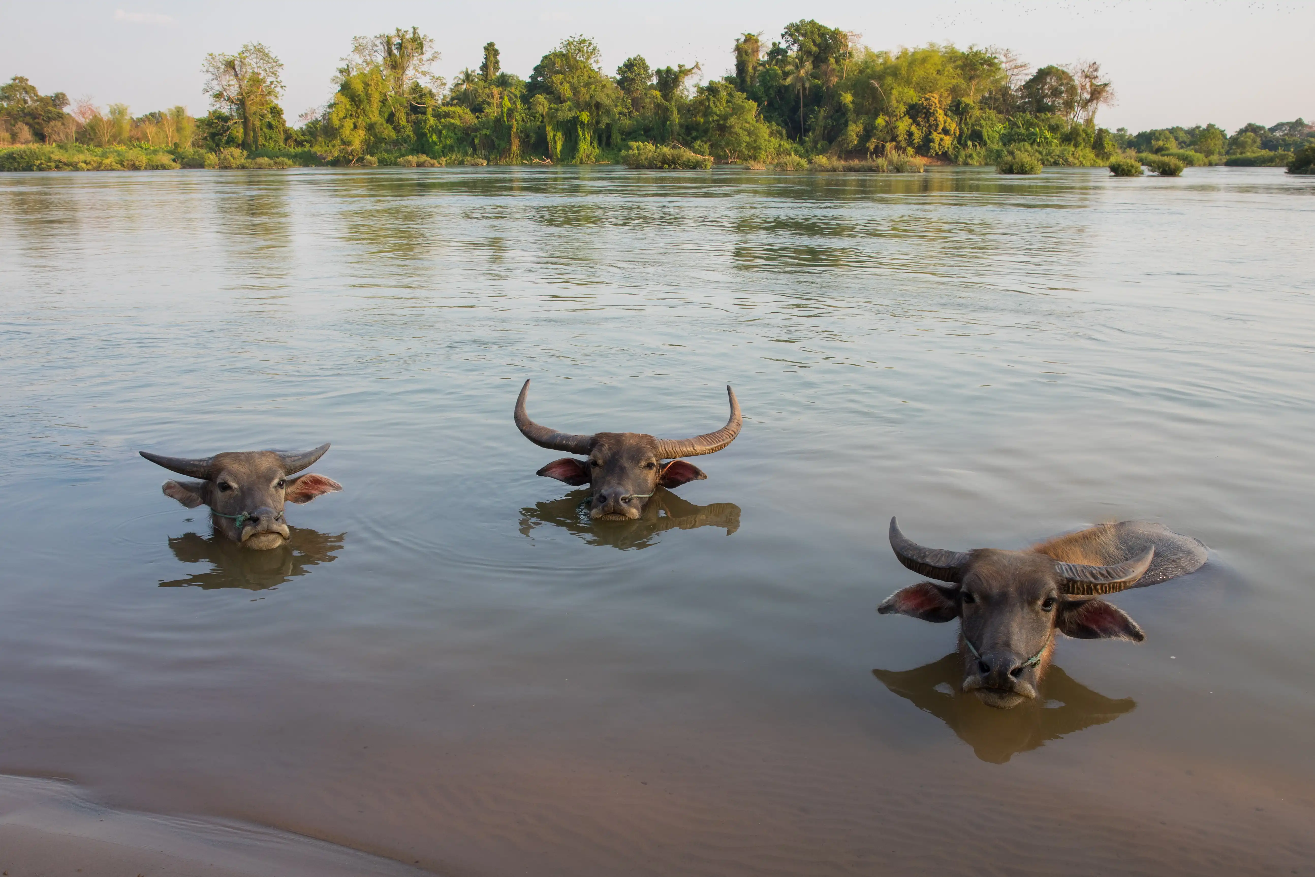 Three_buffaloes_heads_above_water_in_Si_Phan_Don