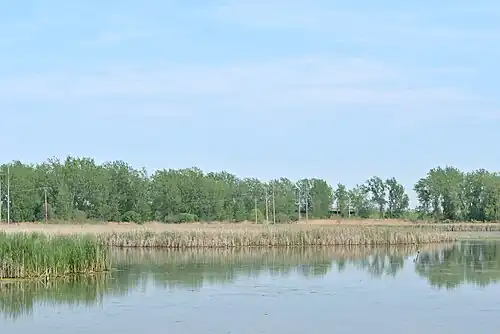 Trees, grasses and open water