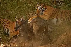 Two tigers attacking a boar