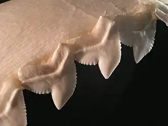 The serrated teeth of a tiger shark, used for sawing through flesh