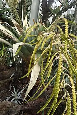 A photograph of tillandsia samaipatensis.