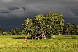 Tiny inhabited house, made of wood and corrugated iron, surrounded by trees and bamboo fences, in the middle of green paddy fields, with long shadows in sunshine under a stormy sky, and a woman wearing a red sweater and a conical straw hat walking in front, at golden hour, during the monsoon, in Don Det.