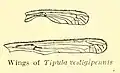 T. Vestigipennis wing diagram