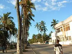 An avenue, visible palm trees on the left and a paved street