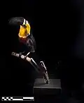 Toucan Black beak (Ramphastos vitellinus)