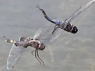Black saddlebags pair hovering over oviposition site