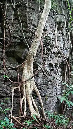 Tree growing in the limestone cliff
