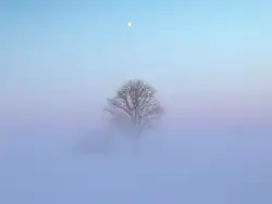 A tree in a field during extreme cold with frozen fog