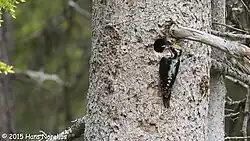 Eurasian three-toed woodpecker, Funäsdalen, Härjedalen