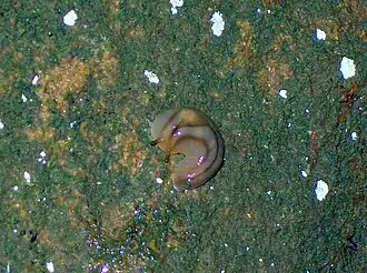 Juvenile Red Triangle Slug on moist Hawkesbury Sandstone, Chatswood West, Australia