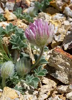 A Trifolium andersonii plant in bloom on a rocky substrate